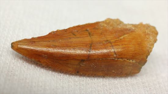 アフリカ大陸で繁栄した肉食恐竜!バハリアサウルスの歯化石(Bahariasaurus)(その5)