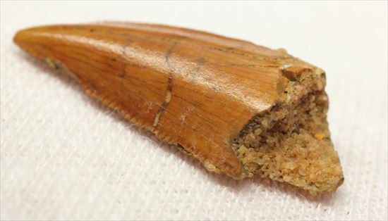 アフリカ大陸で繁栄した肉食恐竜!バハリアサウルスの歯化石(Bahariasaurus)(その6)