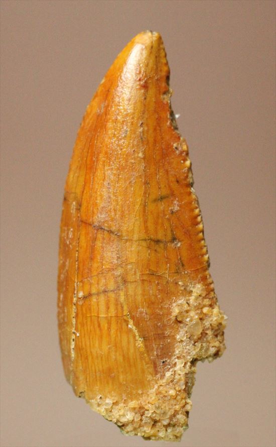 アフリカ大陸で繁栄した肉食恐竜!バハリアサウルスの歯化石(Bahariasaurus)(その7)