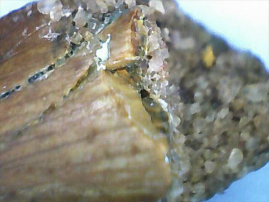 アフリカ大陸で繁栄した肉食恐竜!バハリアサウルスの歯化石(Bahariasaurus)(その9)