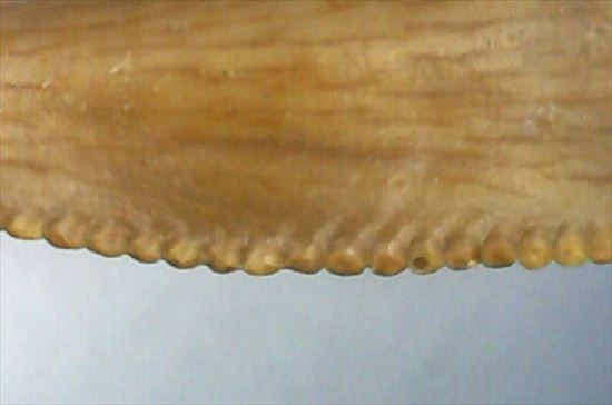 パーフェクトセレーションです！バハリアサウルスの歯化石(Bahariasaurus)（その7）
