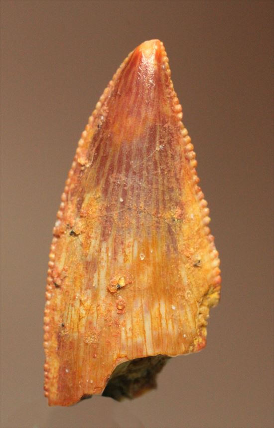 アベリサウルス　バハリアサウルス　歯　化石　恐竜 白亜紀アフリカの肉食恐竜バハリアサウルスの歯化石(Bahariasaurus