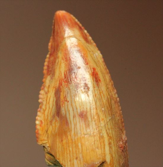 白亜紀アフリカの肉食恐竜バハリアサウルスの歯化石(Bahariasaurus