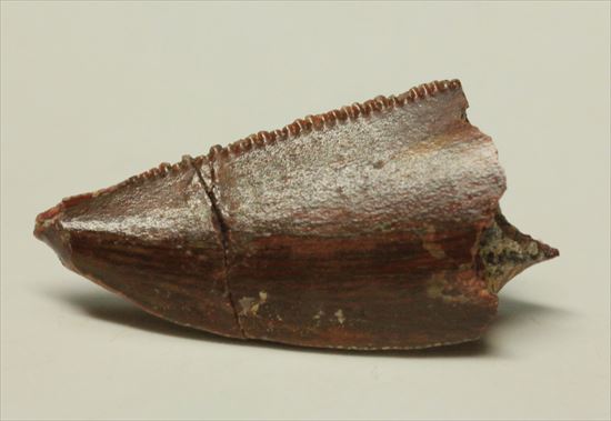 白亜紀の北アフリカに生息した肉食恐竜バハリアサウルスの歯化石(Bahariasaurus)(その1)