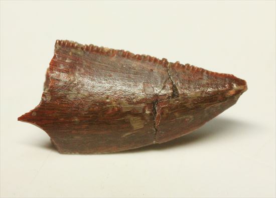 白亜紀の北アフリカに生息した肉食恐竜バハリアサウルスの歯化石(Bahariasaurus)(その2)