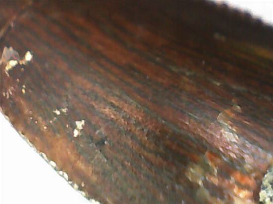 白亜紀の北アフリカに生息した肉食恐竜バハリアサウルスの歯化石(Bahariasaurus)(その3)