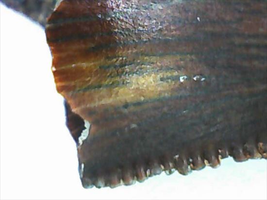 白亜紀の北アフリカに生息した肉食恐竜バハリアサウルスの歯化石(Bahariasaurus)(その4)