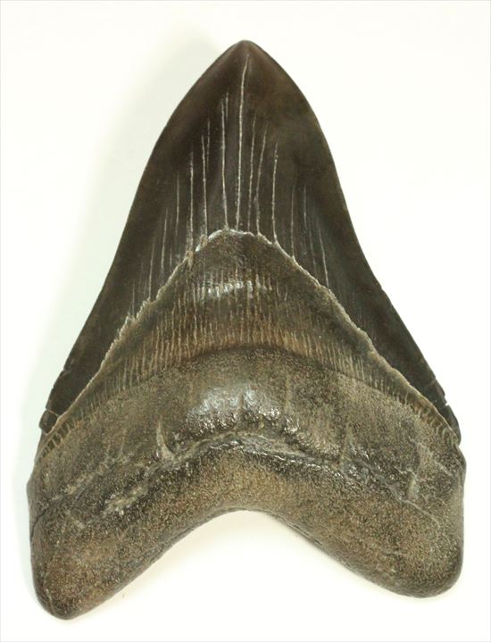 黒色を呈するメガロドンの歯化石