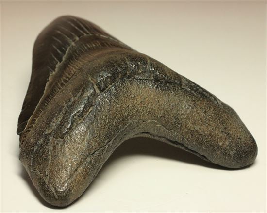 黒光りするボディーが魅力的なブラックメガロドン歯化石(Megalodon)（その12）