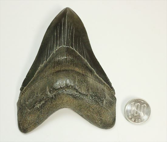黒光りするボディーが魅力的なブラックメガロドン歯化石(Megalodon