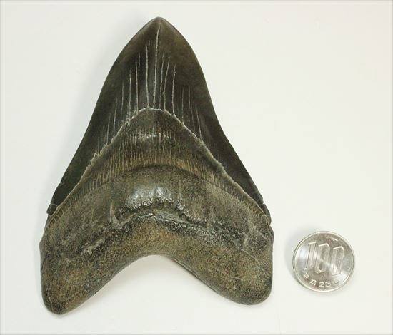 黒光りするボディーが魅力的なブラックメガロドン歯化石(Megalodon)（その14）