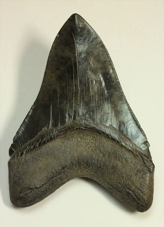 黒光りするボディーが魅力的なブラックメガロドン歯化石(Megalodon)（その2）