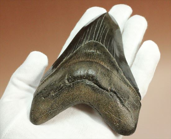 黒光りするボディーが魅力的なブラックメガロドン歯化石(Megalodon)（その3）