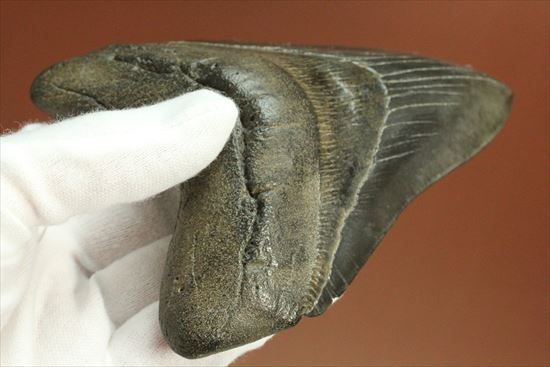 黒光りするボディーが魅力的なブラックメガロドン歯化石(Megalodon)（その5）