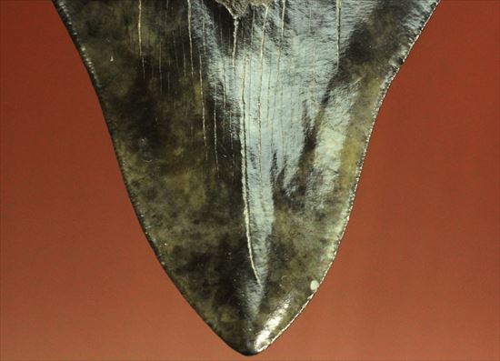 黒光りするボディーが魅力的なブラックメガロドン歯化石(Megalodon)（その9）