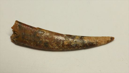 8000万年の翼竜アンハングエラ の鋭く湾曲した歯化石(Anhanguera)（その1）