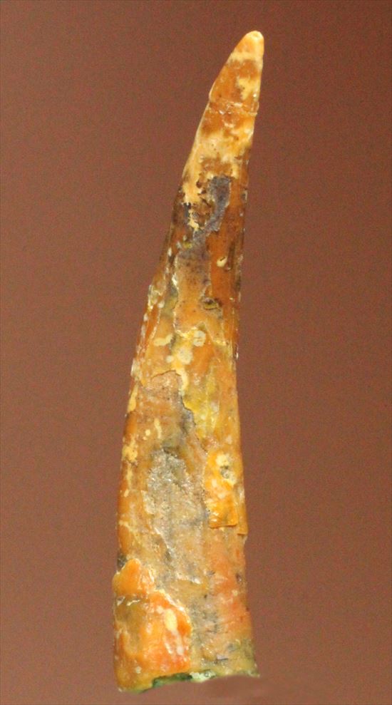 8000万年の翼竜アンハングエラ の鋭く湾曲した歯化石(Anhanguera)（その5）