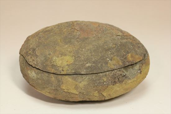 パカッと割ると、そこには古代の植物化石(ノジュール標本)(その2)
