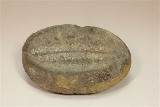 パカッと割ると、そこには古代の植物化石(ノジュール標本)(その3)