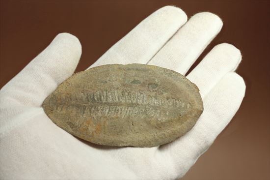パカッと割ると、そこには古代の植物化石(ノジュール標本)(その5)