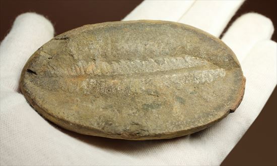 パカッと割ると、そこには古代の植物化石（ノジュール標本）（その6）