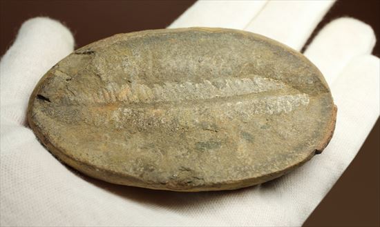パカッと割ると、そこには古代の植物化石(ノジュール標本)(その6)