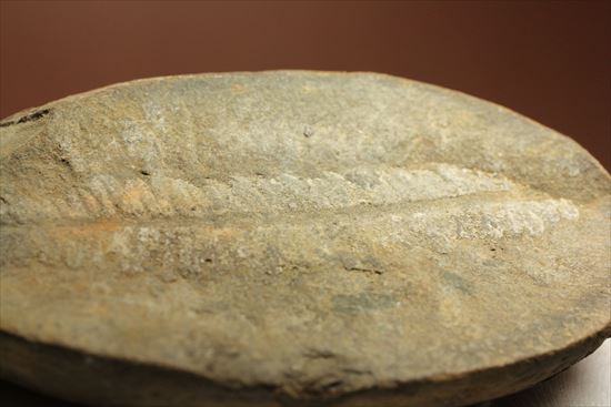 パカッと割ると、そこには古代の植物化石(ノジュール標本)(その7)