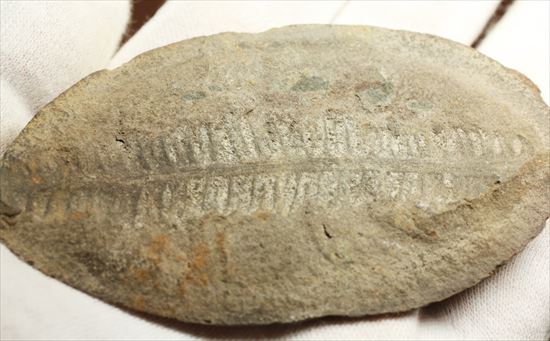 パカッと割ると、そこには古代の植物化石(ノジュール標本)(その8)