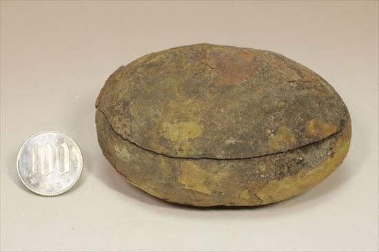 パカッと割ると、そこには古代の植物化石(ノジュール標本)(その9)