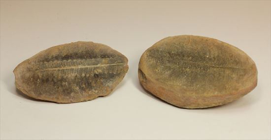 ビックリ系化石。ぱかっと割ったら古代のシダが!植物化石のノジュール標本(その1)