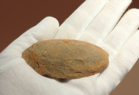 ビックリ系化石。ぱかっと割ったら古代のシダが!植物化石のノジュール標本(その2)