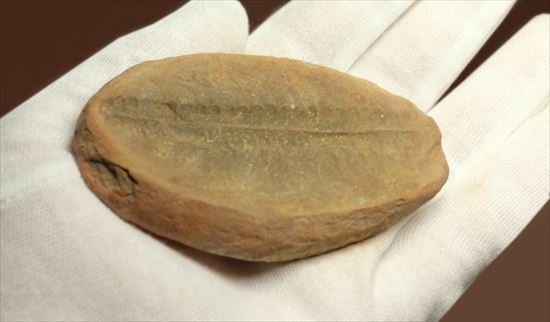 ビックリ系化石。ぱかっと割ったら古代のシダが！植物化石のノジュール標本（その3）