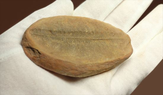 ビックリ系化石。ぱかっと割ったら古代のシダが!植物化石のノジュール標本(その3)