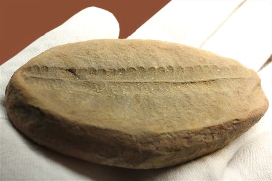 ビックリ系化石。ぱかっと割ったら古代のシダが!植物化石のノジュール標本(その4)