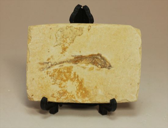 小骨まで鮮明に保存されたインテリア魚化石（その1）