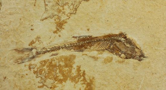小骨まで鮮明に保存されたインテリア魚化石（その2）