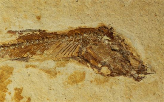小骨まで鮮明に保存されたインテリア魚化石（その3）