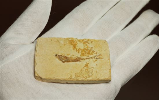 小骨まで鮮明に保存されたインテリア魚化石（その5）