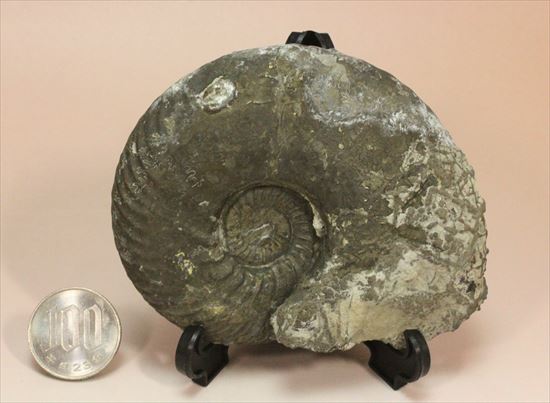 これぞメタル!重い!黄鉄鉱化したジュラ紀イギリス産アンモナイト、クエンステッドセラス(Quenstedtoceras Lamberti)(その10)