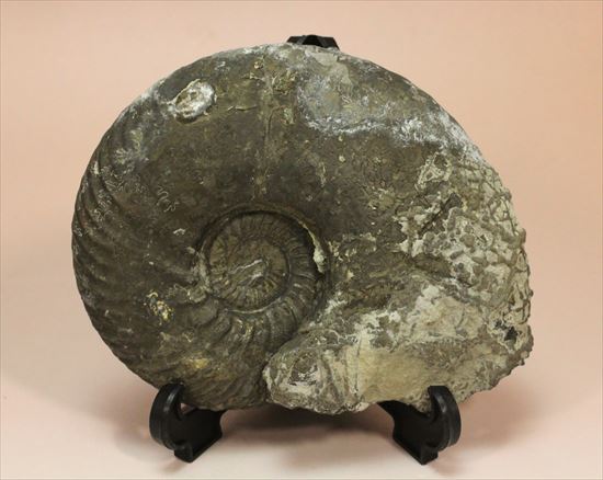 これぞメタル!重い!黄鉄鉱化したジュラ紀イギリス産アンモナイト、クエンステッドセラス(Quenstedtoceras Lamberti)(その2)