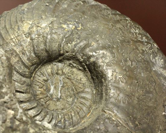 これぞメタル!重い!黄鉄鉱化したジュラ紀イギリス産アンモナイト、クエンステッドセラス(Quenstedtoceras Lamberti)(その7)