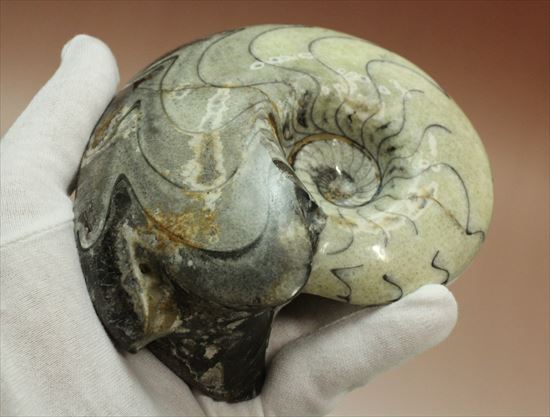 ゴニアタイトアンモナイトと直角石 アンモナイト目 - Wikipedia