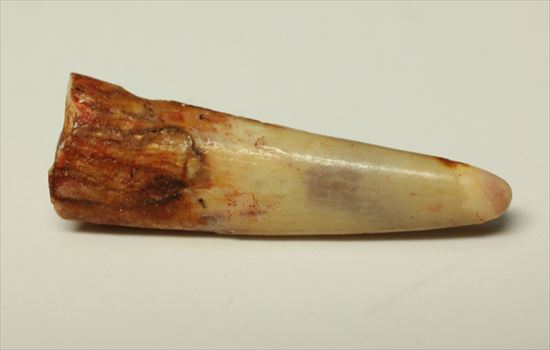 生々しい8000万年の翼竜アンハングエラ の鋭く湾曲した歯化石(Anhanguera)(その1)