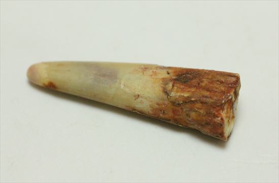 生々しい8000万年の翼竜アンハングエラ の鋭く湾曲した歯化石(Anhanguera)(その2)