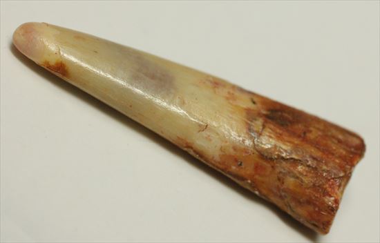 生々しい8000万年の翼竜アンハングエラ の鋭く湾曲した歯化石(Anhanguera)(その3)