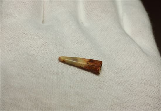 生々しい8000万年の翼竜アンハングエラ の鋭く湾曲した歯化石(Anhanguera)(その4)