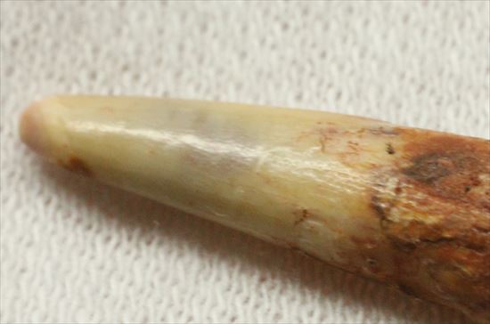 生々しい8000万年の翼竜アンハングエラ の鋭く湾曲した歯化石(Anhanguera)(その5)