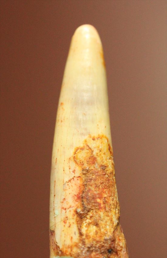 生々しい8000万年の翼竜アンハングエラ の鋭く湾曲した歯化石(Anhanguera)(その6)