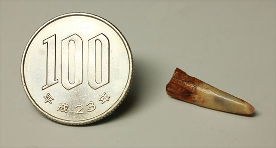 生々しい8000万年の翼竜アンハングエラ の鋭く湾曲した歯化石(Anhanguera)(その8)