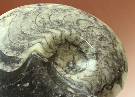 ブラック×ホワイトのグラデーションカラーが美しいアンモナイト、モロッコ産ゴニアタイト化石(Goniatite)（その10）